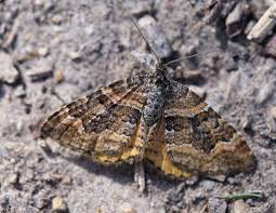 Attēlu rezultāti vaicājumam “Epirrhoe”