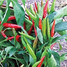 Afbeeldingsresultaat voor thai bird pepper hot pepper
