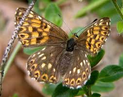 Attēlu rezultāti vaicājumam “Hamearis lucina”