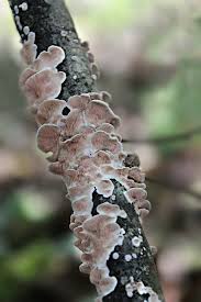 Attēlu rezultāti vaicājumam “Steccherinum bourdotii”