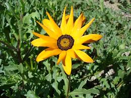 Image result for Dimorphotheca sinuata