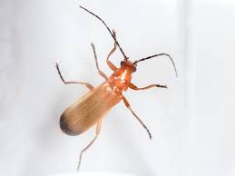 Attēlu rezultāti vaicājumam “Rhagonycha fulva”