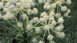 Attēlu rezultāti vaicājumam “Cicuta virosa”