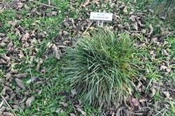 Attēlu rezultāti vaicājumam “Sesleria caerulea leaf”