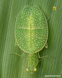 Attēlu rezultāti vaicājumam “Trichia alpina macro”