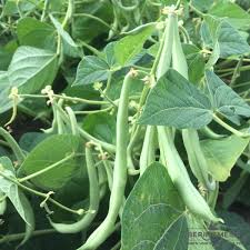 Image result for Buschbohnen