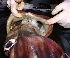 Image result for Dosidicus gigas