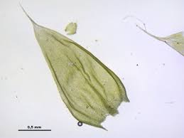 Attēlu rezultāti vaicājumam “Brachythecium albicans”