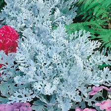 Image result for Cineraria maritima