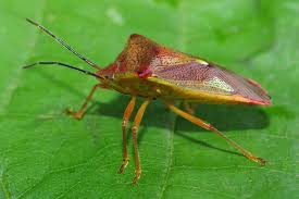 Attēlu rezultāti vaicājumam “Acanthosoma haemorrhoidale imago”