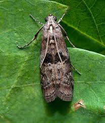 Attēlu rezultāti vaicājumam “Phycita roborella”