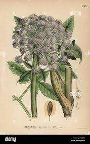 Image result for Angelica silvestris