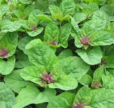 Image result for Chenopodium album