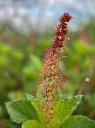 Attēlu rezultāti vaicājumam “Phleum phleoides fruit”