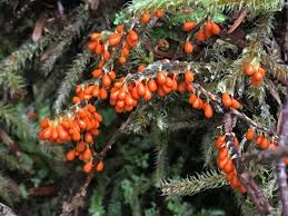 Attēlu rezultāti vaicājumam “Leocarpus fragilis spores”