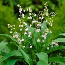 Attēlu rezultāti vaicājumam “Convallaria majalis flower”
