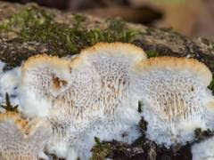 Attēlu rezultāti vaicājumam “Elmerina caryae”