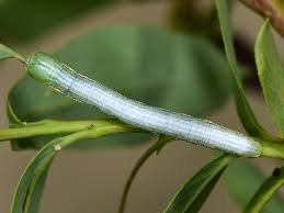 Attēlu rezultāti vaicājumam “Pterostoma palpina larva”