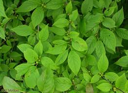 Attēlu rezultāti vaicājumam “Libanotis montana leaf”