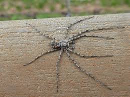 Attēlu rezultāti vaicājumam “Philodromus margaritatus”