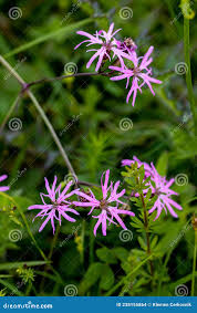 Attēlu rezultāti vaicājumam “Caryophyllaceae”