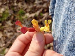 Attēlu rezultāti vaicājumam “Aesculus x hybrida bud”