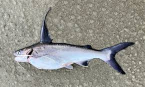 Image result for Bagre marinus