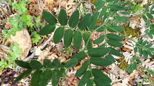 Attēlu rezultāti vaicājumam “Lathyrus niger leaf”