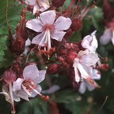 Attēlu rezultāti vaicājumam “Geranium bohemicum bud”