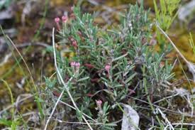 Attēlu rezultāti vaicājumam “Andromeda polifolia fruit”