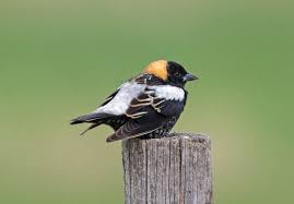 Image result for Dolichonyx oryzivorus