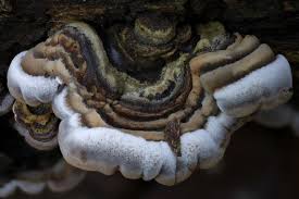 Attēlu rezultāti vaicājumam “Auricularia mesenterica”