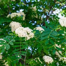 Attēlu rezultāti vaicājumam “Sorbus aucuparia flower”
