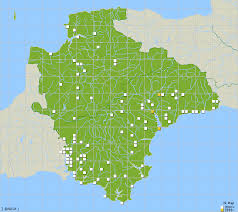Attēlu rezultāti vaicājumam “Pandemis cinnamomeana female”