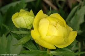 Attēlu rezultāti vaicājumam “Trollius europaeus fruit”