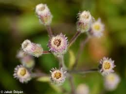 Attēlu rezultāti vaicājumam “Erigeron acris flower”