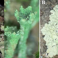 Attēlu rezultāti vaicājumam “Leucogyrophana sororia”