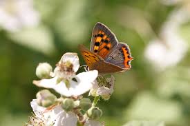 Attēlu rezultāti vaicājumam “Lycaena phlaeas underside”