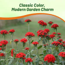 Attēlu rezultāti vaicājumam “Silene chalcedonica fruit”