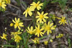Attēlu rezultāti vaicājumam “Senecio vernalis leaf”