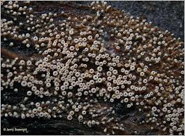 Attēlu rezultāti vaicājumam “Henningsomyces candidus”