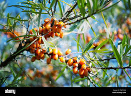 Attēlu rezultāti vaicājumam “Hippophae rhamnoides fruit”