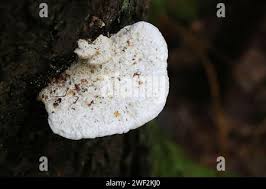 Attēlu rezultāti vaicājumam “Postia stiptica”