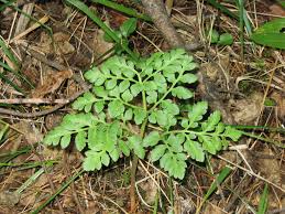 Attēlu rezultāti vaicājumam “Botrychium multifidum”