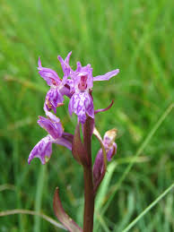 Attēlu rezultāti vaicājumam “Dactylorhiza traunsteineri”