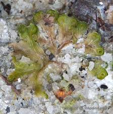 Attēlu rezultāti vaicājumam “Blasia pusilla”