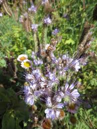 Attēlu rezultāti vaicājumam “Phacelia tanacetifolia”
