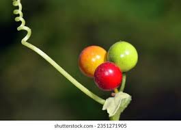 Attēlu rezultāti vaicājumam “Bryonia alba fruit”