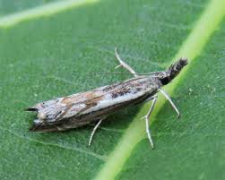 Attēlu rezultāti vaicājumam “Platytes alpinella”