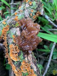 Attēlu rezultāti vaicājumam “Exidia saccharina”